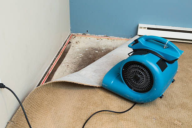 Best Professional water damage repair  in Chestnut Ridge, NY